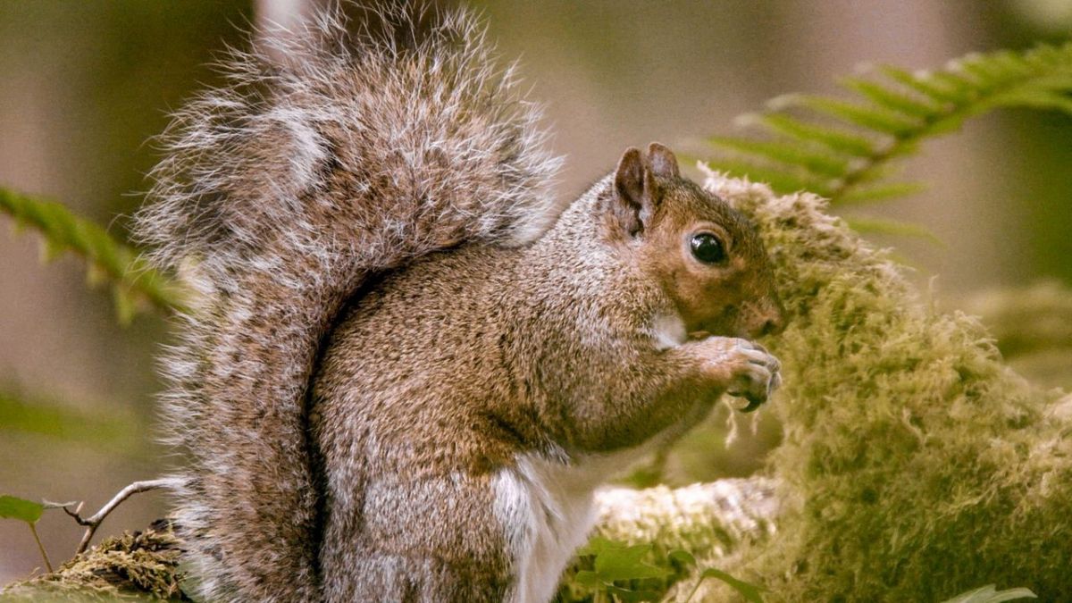 Geheimnisvolle Eichhörnchen bei 3sat Geheimnisvolle Eichhörnchen bei 3sat (Foto)