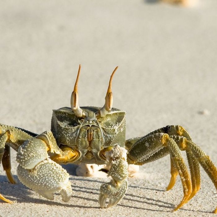 Wiederholung der Naturdoku online und im TV
