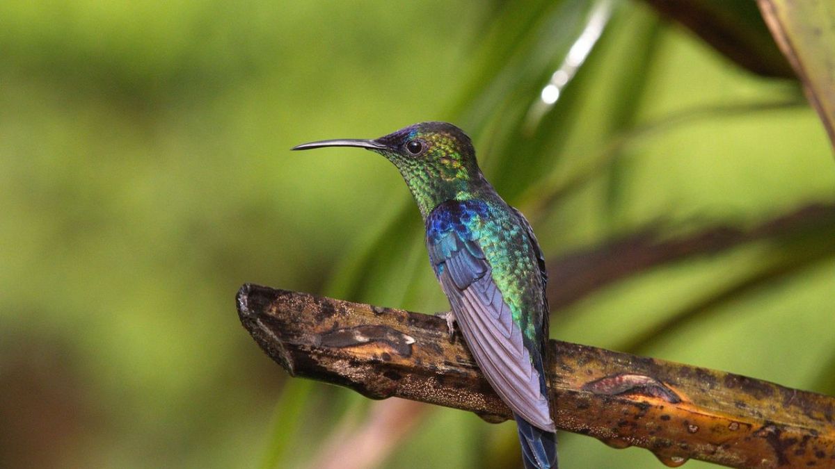 Kolumbien - Das entfesselte Paradies bei 3sat (Foto)