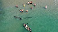 Eine Gruppe Menschen schwimmt gemeinsam mit Haien an der Küste von Hadera - dort ist das nichts Ungewöhnliches.