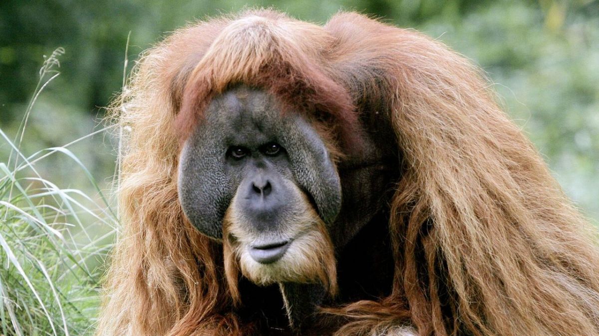 Elefant, Tiger & Co. bei MDR (Foto)