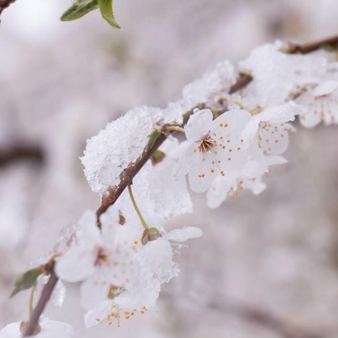 Frostschock im Mai? Meteorologen mit eiskalter Prognose