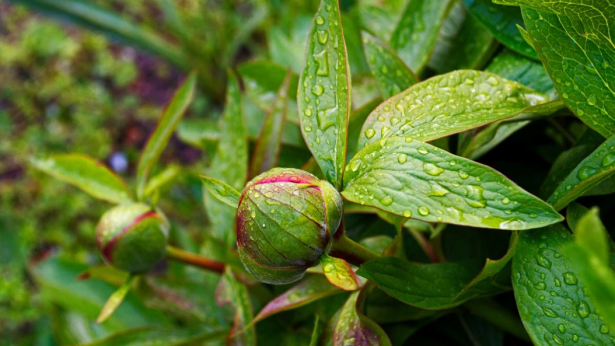 #Hundertjähriger Zeitrechnung: So unbeständig soll dies Wetter im Mai 2025 werden