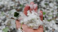 Ist Pappelwolle für Allergiker gefährlich?