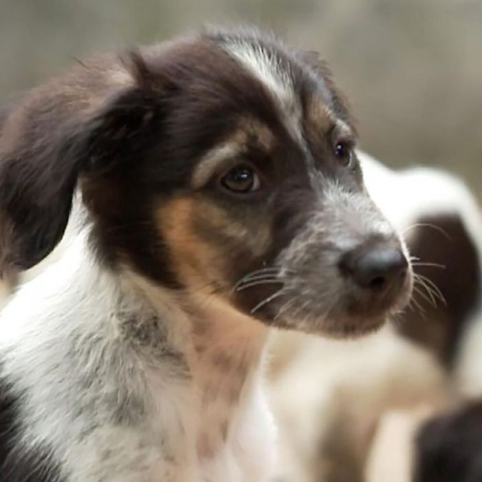 Wiederholung des Hundetrainings online und im TV