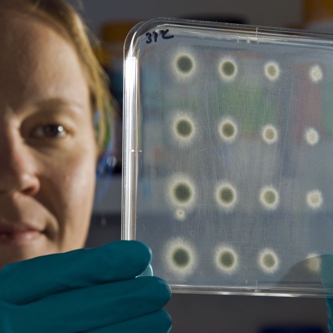 Gruseliger Killer-Pilz bereitet Wissenschaftlern Kopfzerbrechen