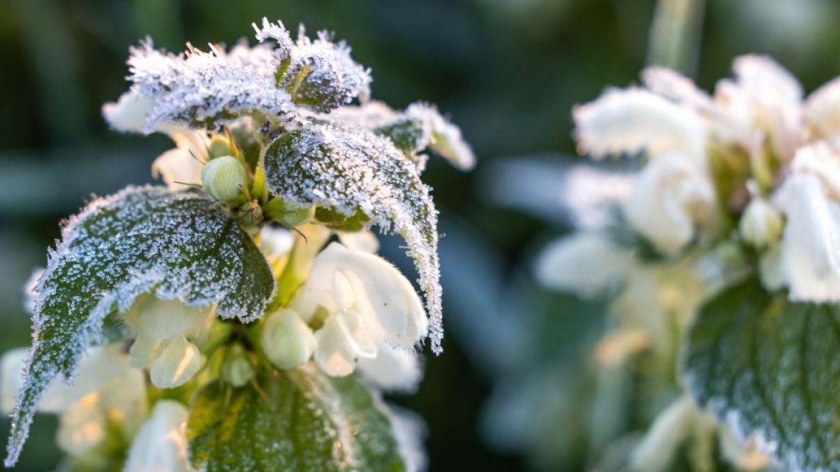 Die Eisheiligen haben einen frühen Start hingelegt - bereits jetzt kam es schon zu Minustemperaturen. (Foto)