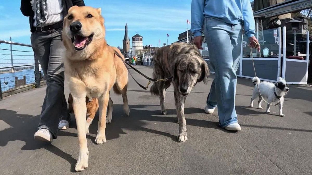 hundkatzemaus - Das Haustiermagazin bei VOX hundkatzemaus - Das Haustiermagazin bei VOX (Foto)