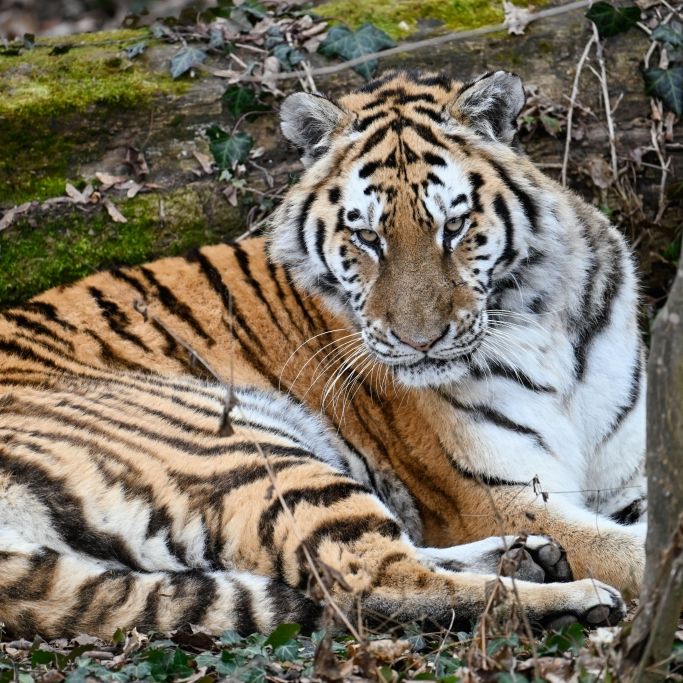 Dramatischer Vorfall in NRW: Tiger attackiert Pflegerin