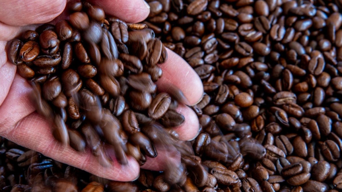Viele der untersuchten Kaffeebohnen sind gut, doch zwei Favoriten stechen heraus. (Foto)