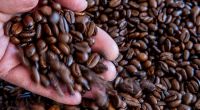 Viele der untersuchten Kaffeebohnen sind gut, doch zwei Favoriten stechen heraus.