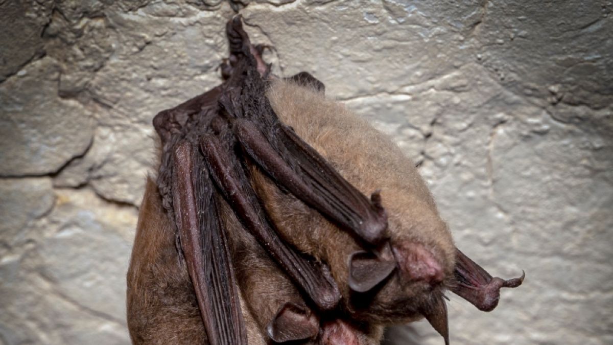 Infektiöser Fledermauskot: Familie erkrankt an Histoplasmose (Symbolfoto) Infektiöser Fledermauskot: Familie erkrankt an Histoplasmose (Symbolfoto) (Foto)