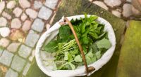 Teekräuter lassen sich im Garten und der Natur sammeln.