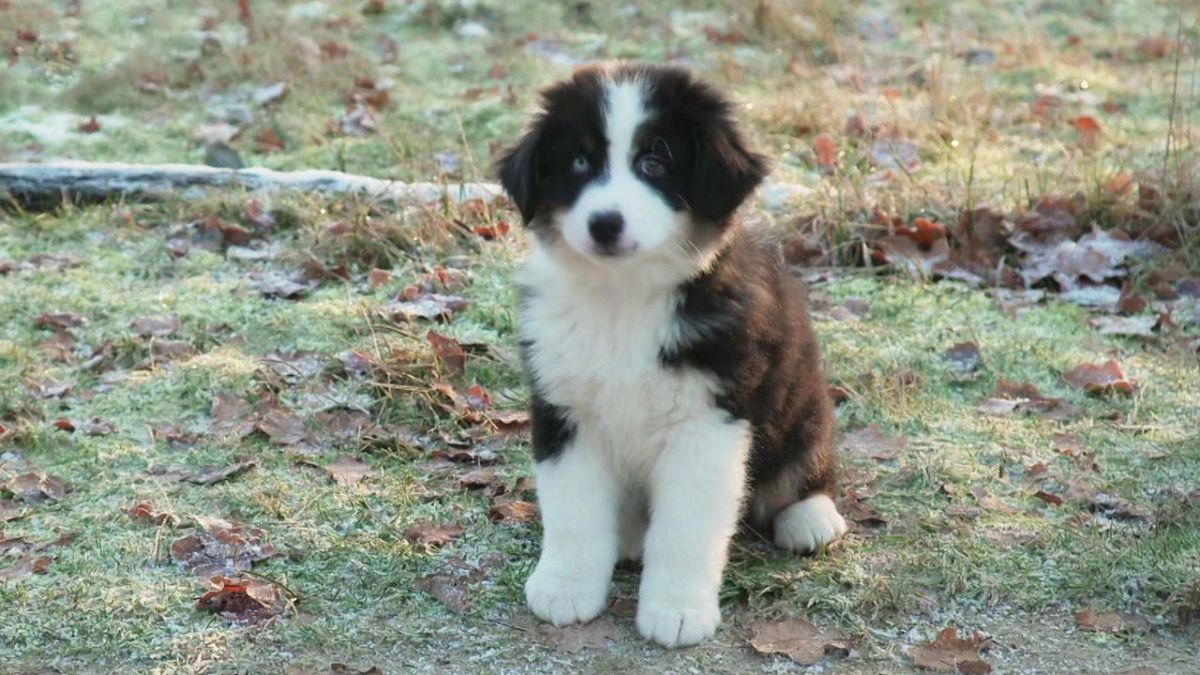 #"Die Welpen kommen – Mit Martin Rütter" im Rahmen RTL im Live-Stream und TV: Folge 12 aus welcher 5. Staffellauf des Hundetrainings