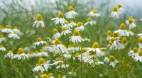 Die Echte Kamille (Matricaria chamomilla L.) ist eine einjährige krautige Pflanze und erreicht Wuchshöhen von 15 bis 50 Zentimeter. Sie ist eine Heilpflanze, die vor allem bei Magen- und Darmbeschwerden sowie bei Entzündungen zur Anwendung kommt.