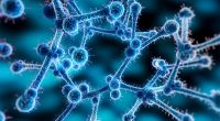 Gesundheitsbehörden warnen vor dem tödlichen Pilz Candidozyma auris.