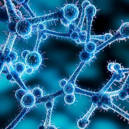 Behörden warnen vor Killerpilz - 60 Prozent der Infizierten sterben