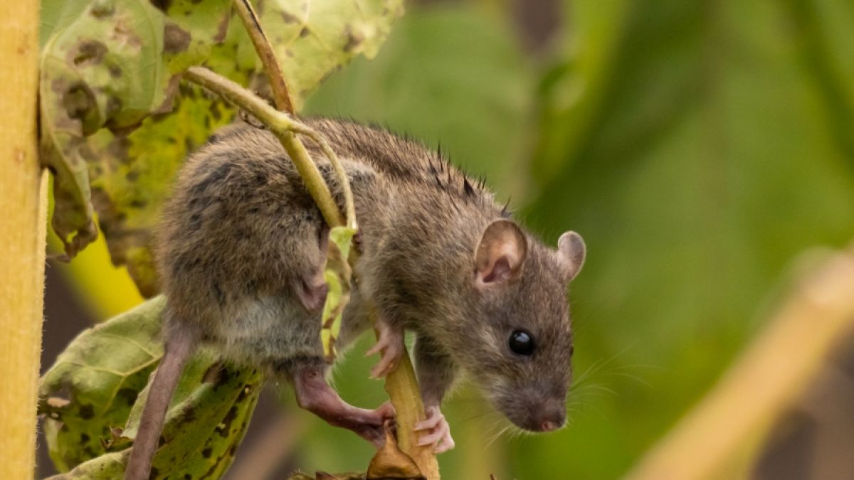 Feldspitzmäuse können das Borna-Virus übertragen. Feldspitzmäuse können das Borna-Virus übertragen. (Foto)