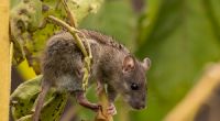 Feldspitzmäuse können das Borna-Virus übertragen.
