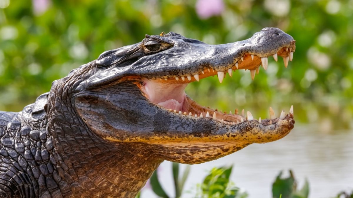 Ein Krokodil verletzte eine Frau in Indonesien tödlich (Symbolfoto). Ein Krokodil verletzte eine Frau in Indonesien tödlich (Symbolfoto). (Foto)