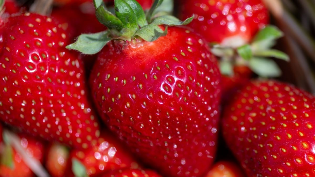 So billig wie selten: Erdbeeren gibt es derzeit für zwei Euro pro 500-Gramm-Schale. So billig wie selten: Erdbeeren gibt es derzeit für zwei Euro pro 500-Gramm-Schale. (Foto)