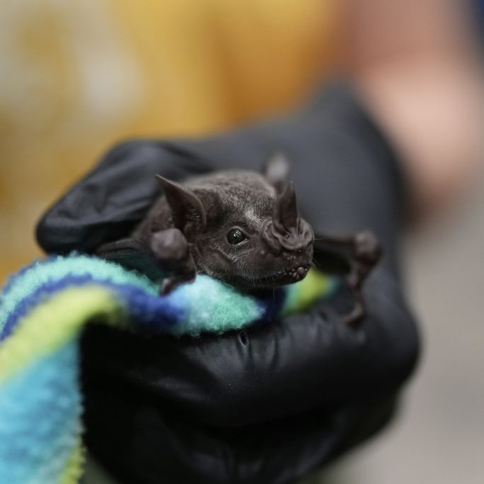 Neues China-Virus nur 