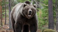 Wanderer wurden in Griechenland im Wald nahe einer Klippe von einem Braunbären angegriffen. Nur einer von ihnen überlebte die Bären-Attacke (Symbolbild).