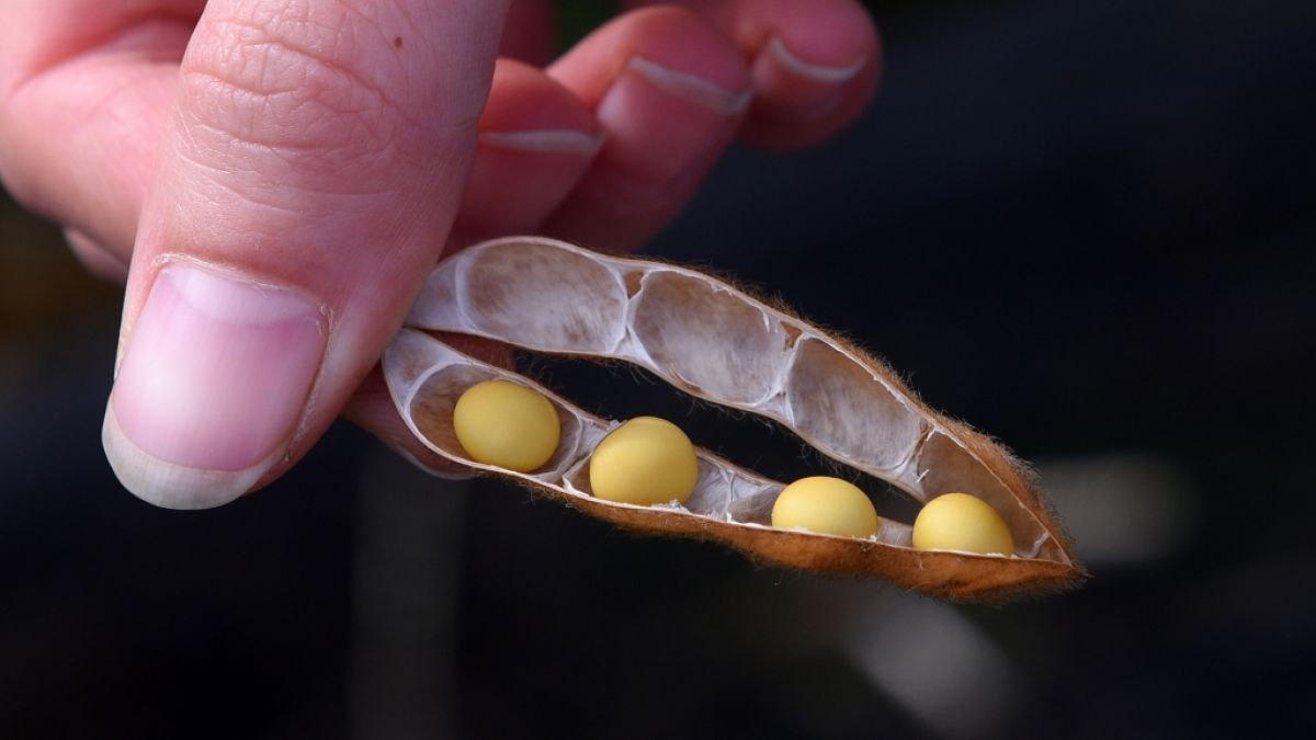 Sojabohnen sind eines der wohl am meisten mit Phytosterol angereicherten Lebensmittel. (Foto)