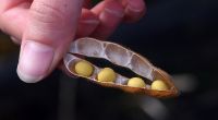 Sojabohnen sind eines der wohl am meisten mit Phytosterol angereicherten Lebensmittel.