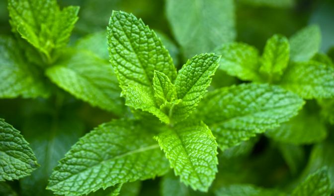 Minze enthält ätherische Öle, die einen Geruch verströmen, der für Mücken abstoßend ist.