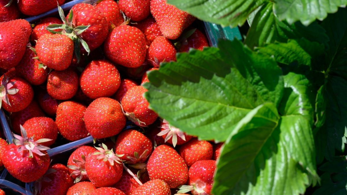 Wie hoch sind die Schadstoffwerte in Erdbeeren aus dem Ausland aktuell wirklich? Wie hoch sind die Schadstoffwerte in Erdbeeren aus dem Ausland aktuell wirklich? (Foto)
