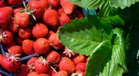 Wie hoch sind die Schadstoffwerte in Erdbeeren aus dem Ausland aktuell wirklich?