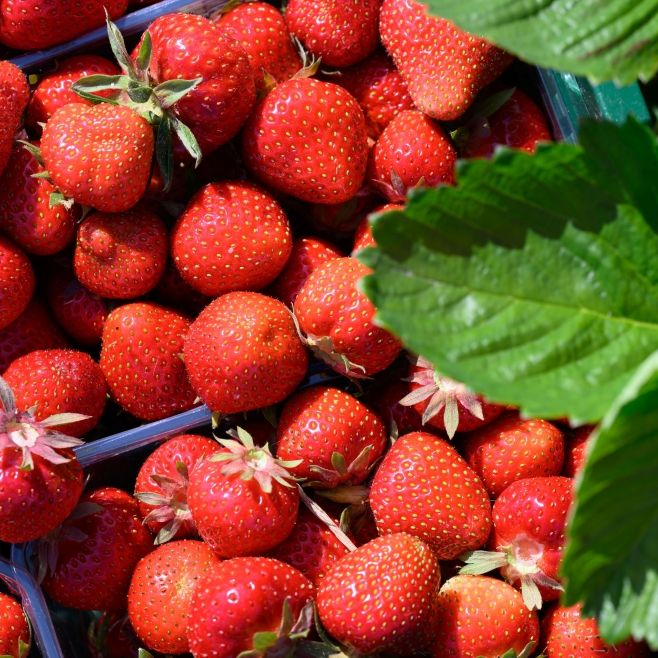 Wie stark sind importierte Erdbeeren mit Pestiziden belastet?