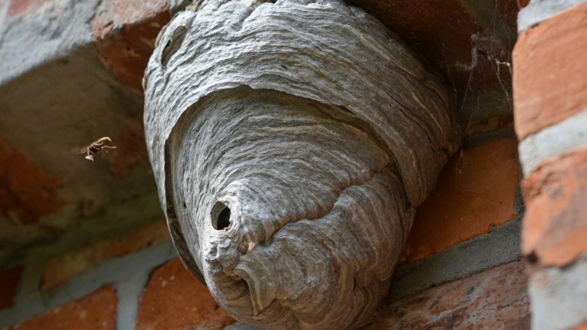 Ein Wespennest hängt an einem Mauervorsprung an einer alten Scheune (Symbolbild). Ein Wespennest hängt an einem Mauervorsprung an einer alten Scheune (Symbolbild). (Foto)