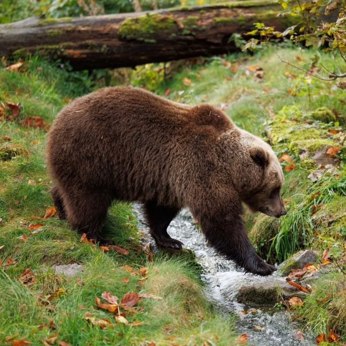 Tourist stirbt beim Selfie-Versuch mit Braunbär in Rumänien