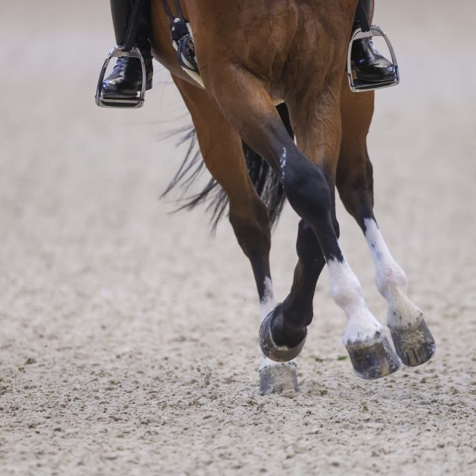 Aachener Reitsport-Turnier CHIO von tödlicher Tragödie überschattet