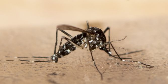 Chikungunya-Infektion im Elsass