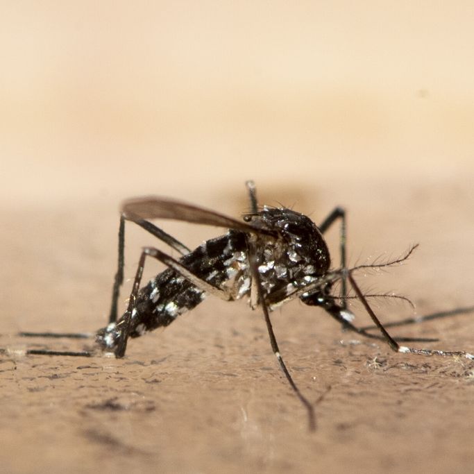 Tropenvirus-Alarm an deutsch-französischer Grenze - so schützen Sie sich vor Ansteckung