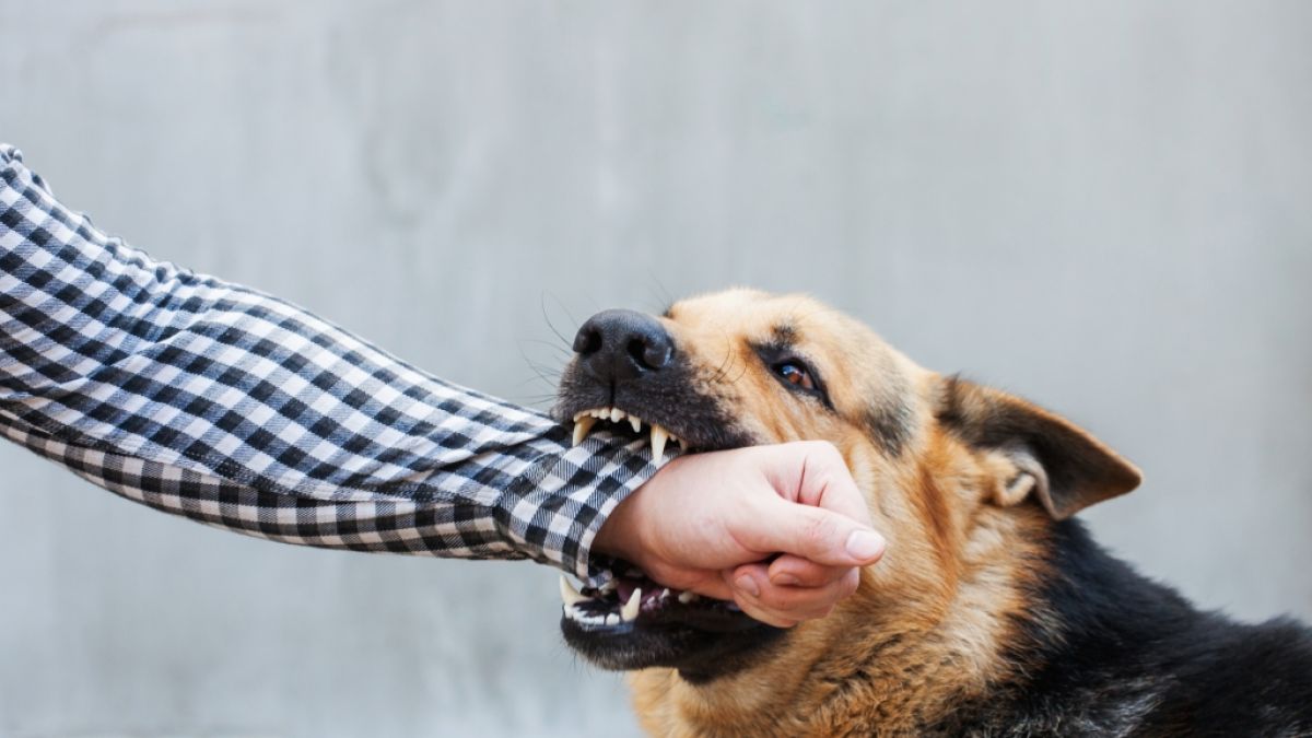 Menschen können durch den Biss eines infizierten Hundes an Tollwut erkranken (Symbolfoto). (Foto)