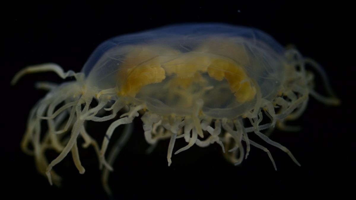 Gonionemus vertens breitet sich in Ostsee aus. (Foto)