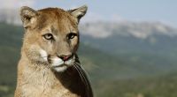 Nur selten greifen Pumas in freier Wildbahn tatsächlich Menschen an.
