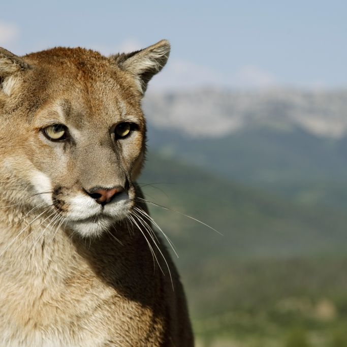 Familienausflug wird zum Horrortrip - Puma attackiert Kind (4)