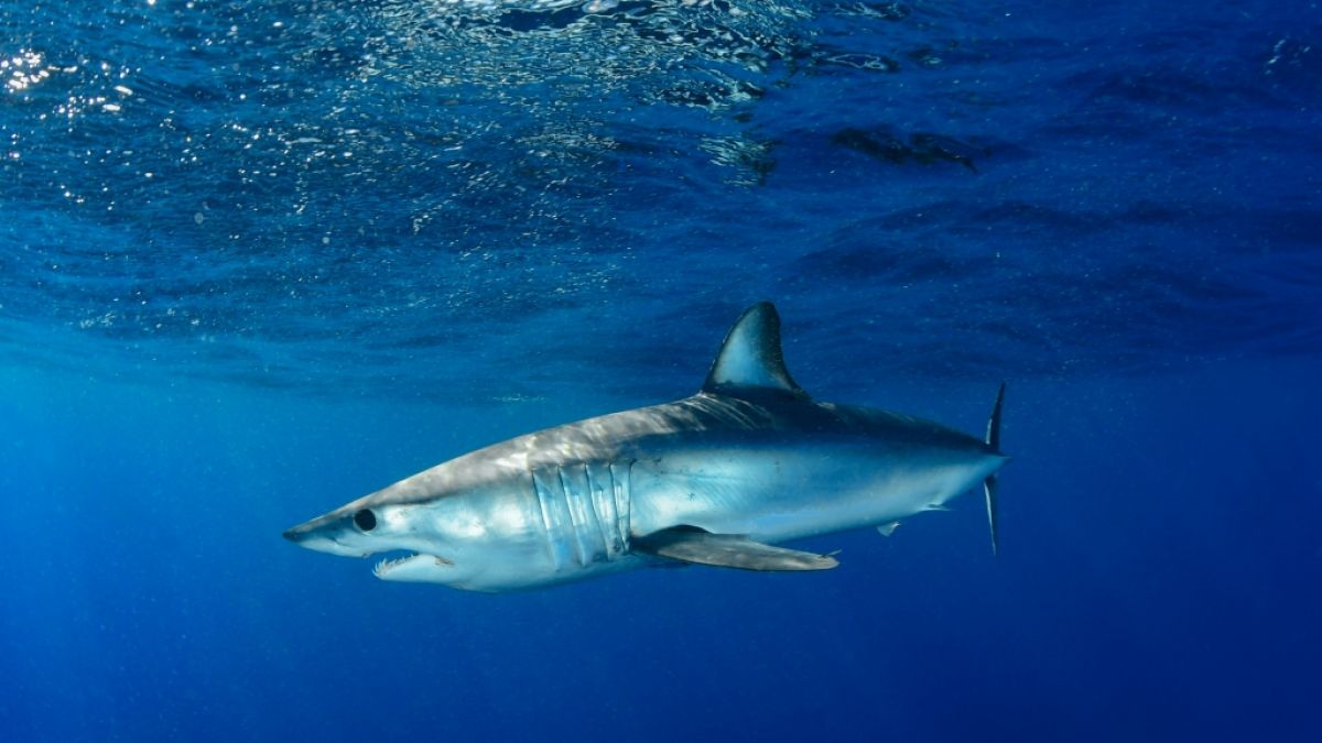 Man vermutete zun&auml;chst, ein Blauhai k&ouml;nnte die Frau gebissen haben. (Foto)