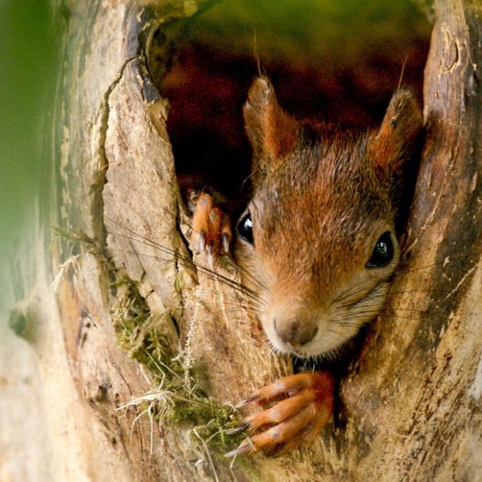 Wiederholung der Tierreportage im TV und online