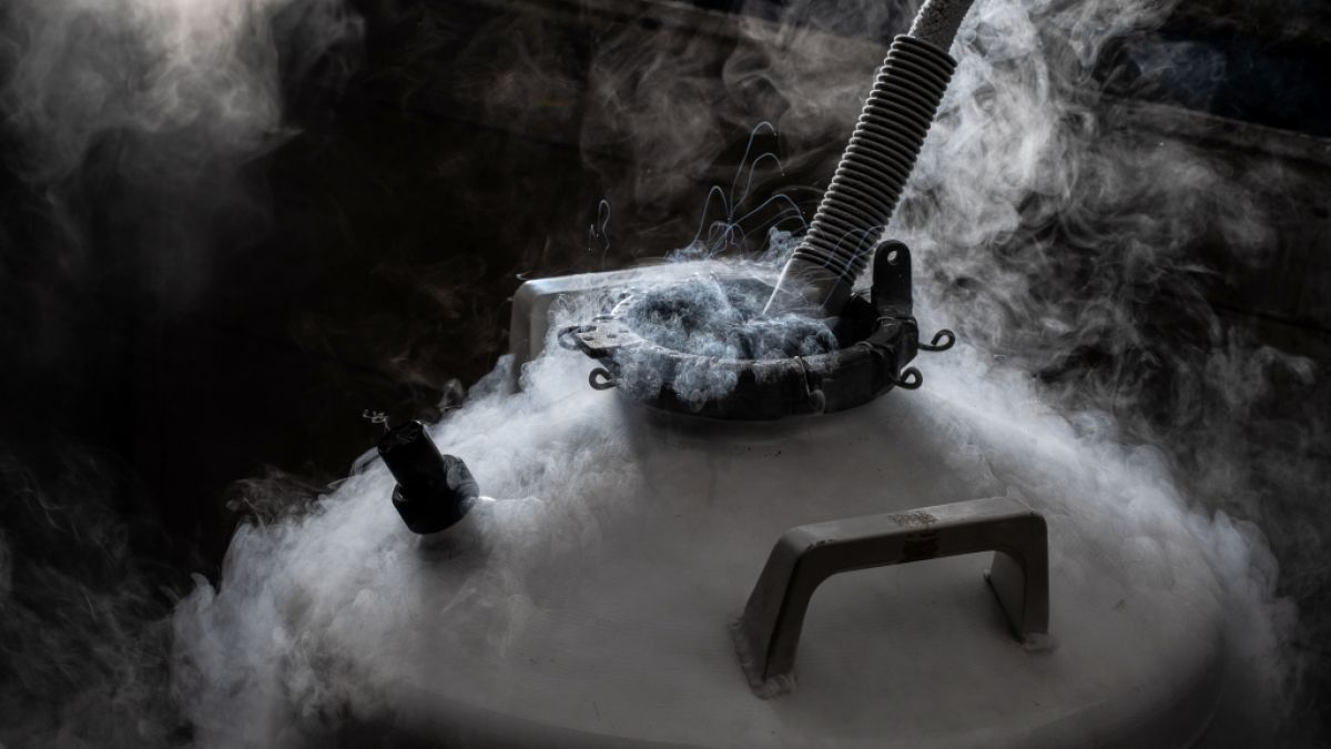 Durch flüssigen Stickstoff wird die Temperatur der Metallstempel beim Freeze Branding heruntergekühlt. Durch flüssigen Stickstoff wird die Temperatur der Metallstempel beim Freeze Branding heruntergekühlt. (Foto)