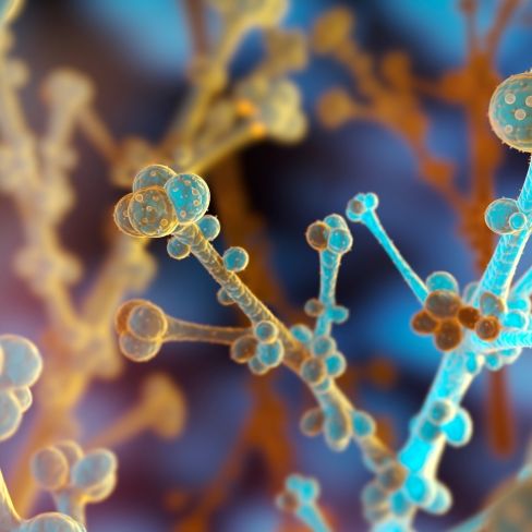 Tödlicher Pilz breitet sich weltweit aus - WHO warnt vor 