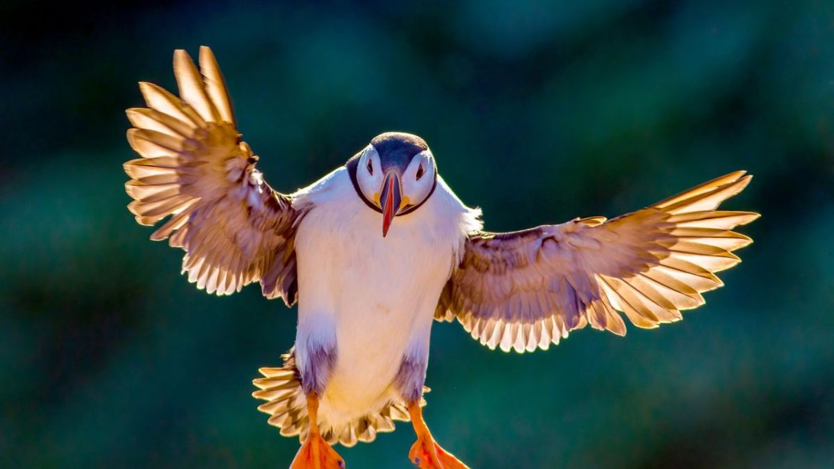 Vögel bei Arte (Foto)