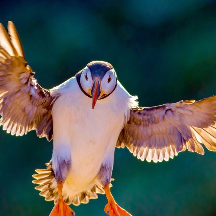 Wiederholung der Naturdoku im TV und online