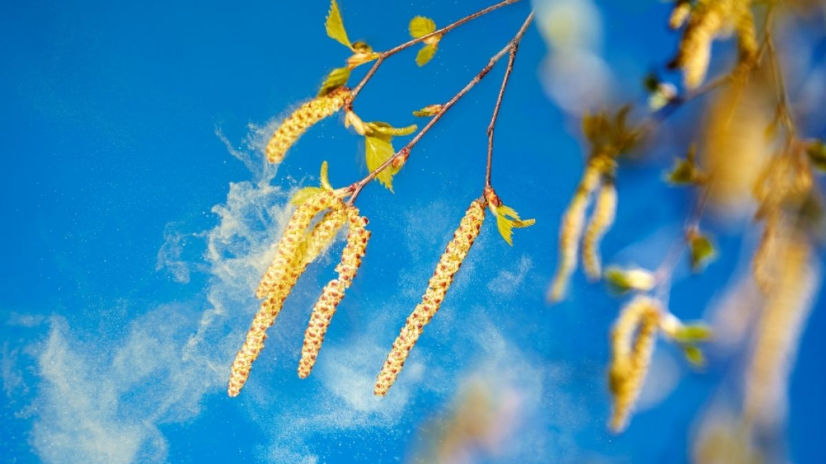 Aktuelle Daten zum Pollenflug in Ihrer Region auf news.de. (Foto)