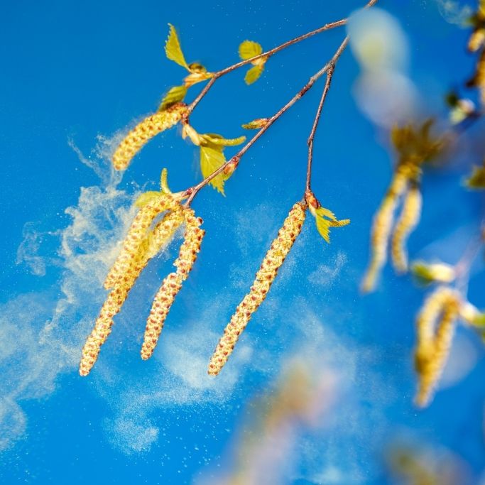 Erle und Co. - Diese Pollen fliegen heute